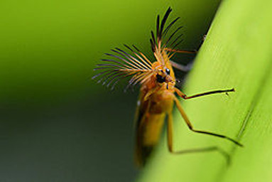 Glowworm beetle